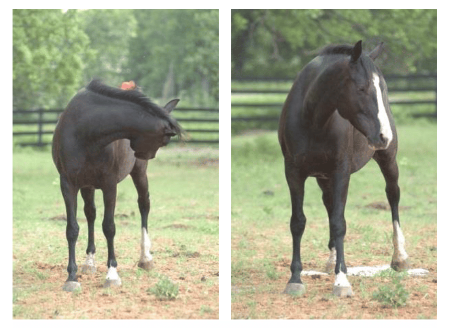 The Expectant Mare And Foaling Canberra Equine Hospital Horse Vets,Perennial Flowers Texas