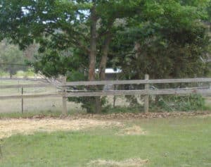 A suitable foaling paddock. Note the mesh netting  attached to the post and rail, to prevent the foal  from  slipping under the fence.